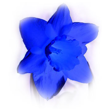 [picture: blue daffodil]